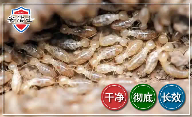 余姚白蚁防治