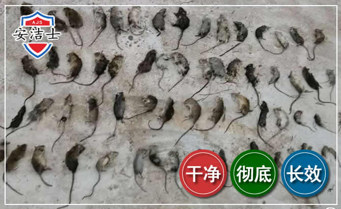 余姚鼠害防治-灭鼠