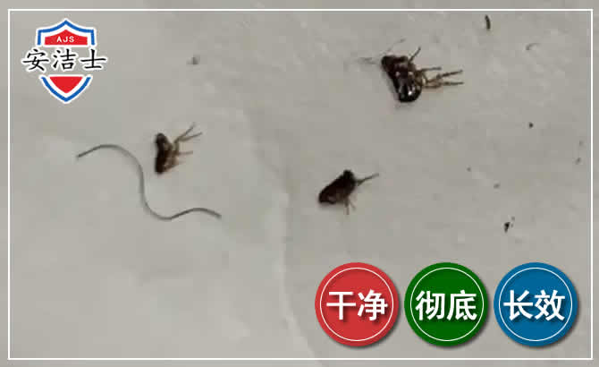 余姚跳蚤防治-灭跳蚤