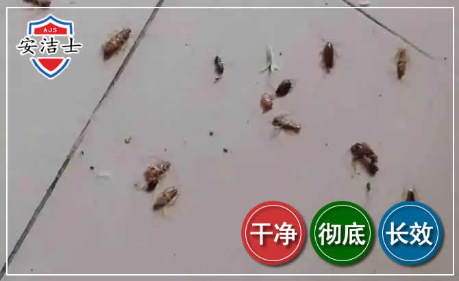 余姚蟑螂防治-灭蟑螂